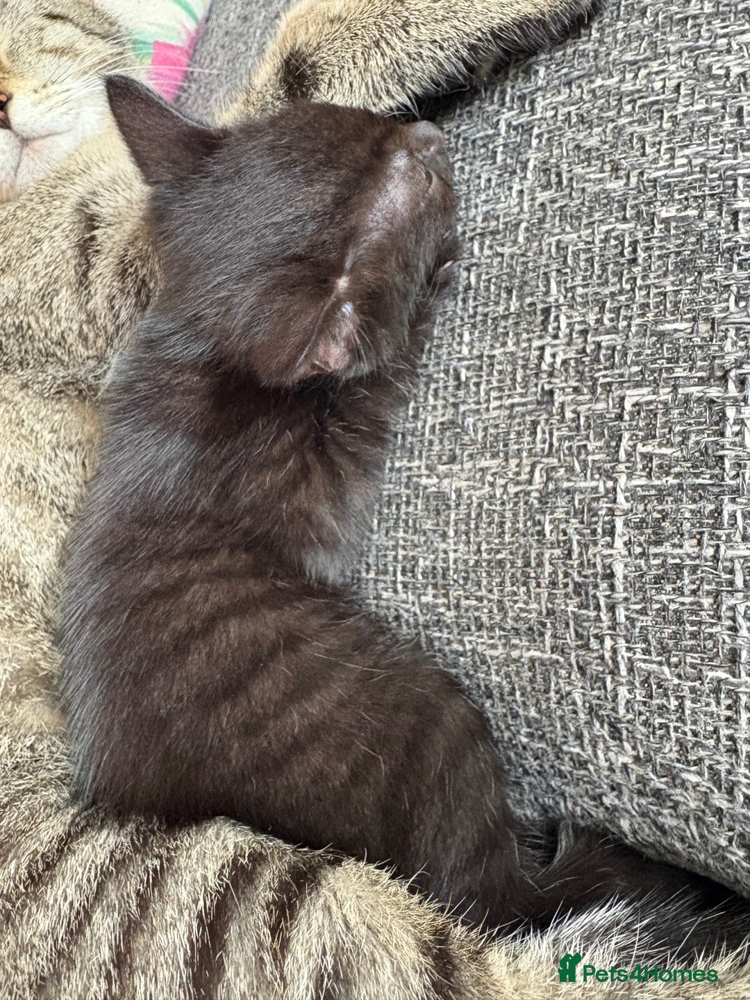 Mixed Breed cats for sale: 2 Tabby & 1 Black Female, 1 Black/White Male - Image 16