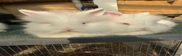 Lionhead rabbits for sale: Rabbit - Advert 1