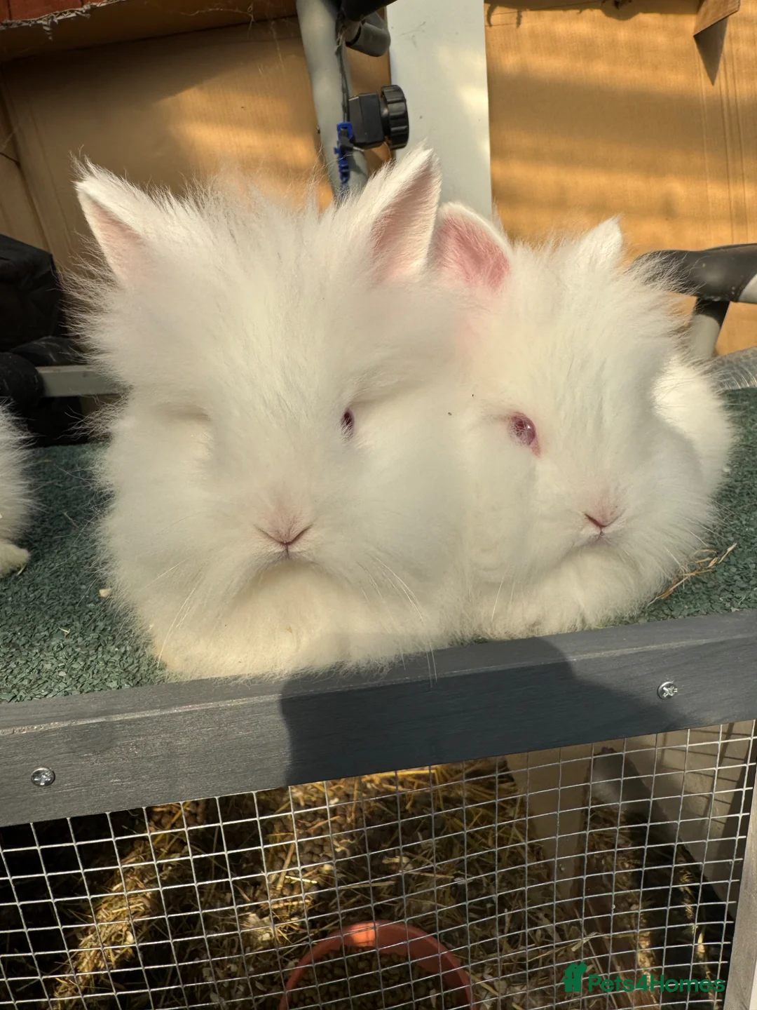 Lionhead rabbits for sale: Rabbit - Advert 1