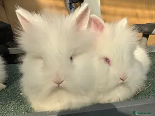 Lionhead rabbits Rabbit - Advert 15