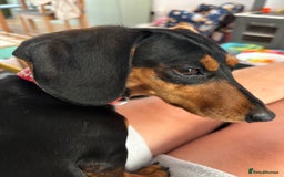 Miniature Dachshund dogs for sale: 3 year old female Miniature Dachschund ((Poppy)) - Image 3