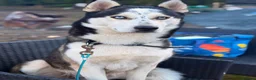 Huskita dogs for sale: Leito  - Advert 5