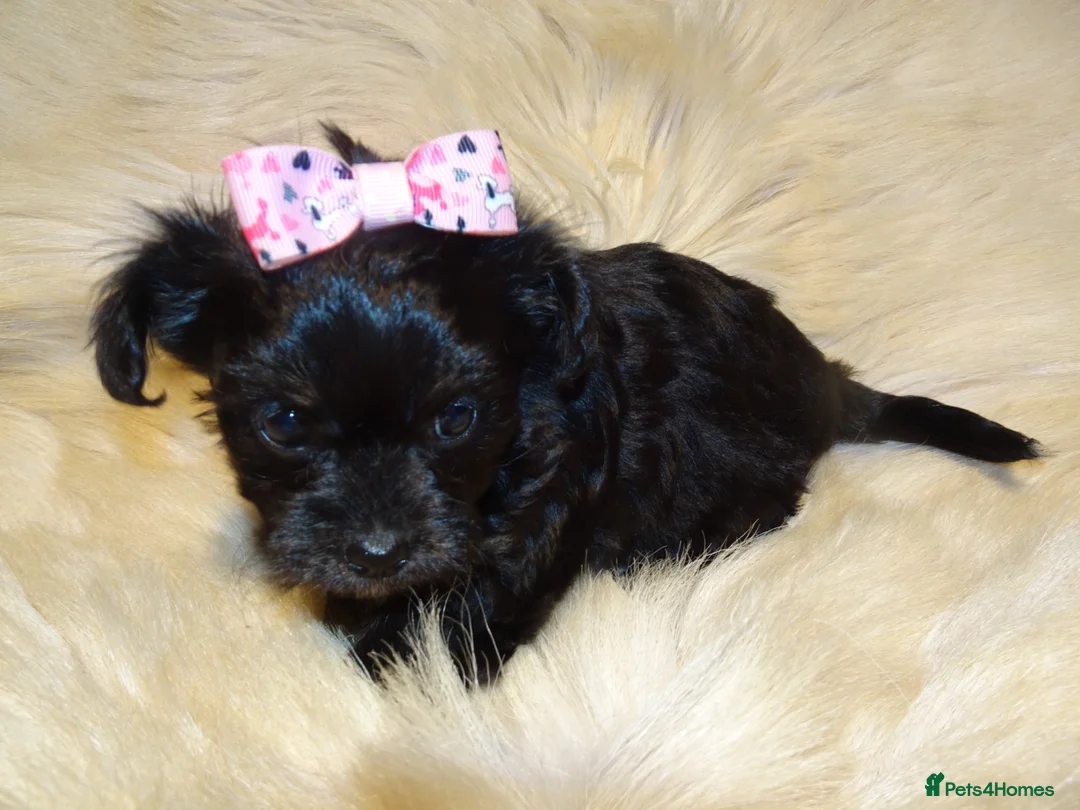 Mixed Breed dogs for sale: XXXXS Gorgeous Maltese X Chihuahua Malchi Puppies  - Advert 14