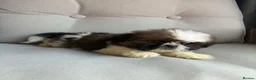 Shih Tzu dogs for sale: Shih Tzu boy  - Advert 3