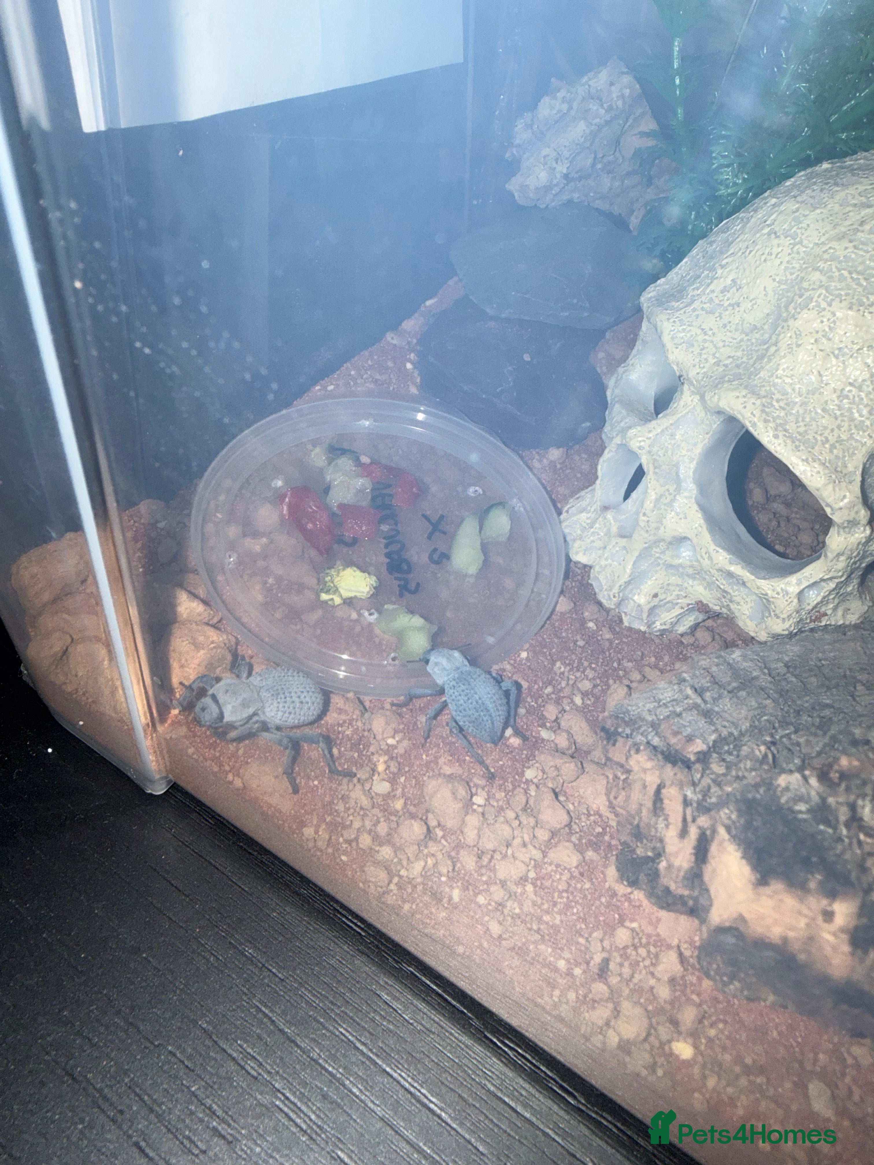 Beetles invertebrates Blue death beetles - Advert 1