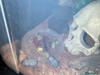 Beetles invertebrates Blue death beetles - Advert 1