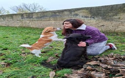 Mixed Breed dogs for adoption: Frida, 5-6 yrs approx. Available for adoption. - Advert 1