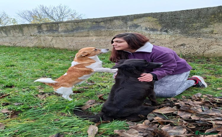 Mixed Breed dogs Frida, 5-6 yrs approx. Available for adoption. - Advert 1