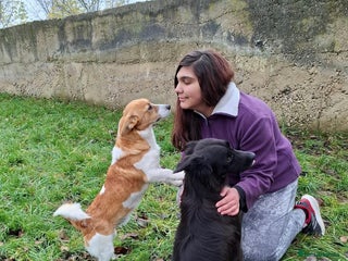 Mixed Breed dogs Frida, 5-6 yrs approx. Available for adoption. - Advert 2