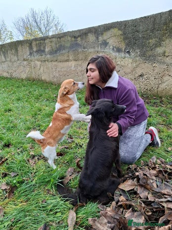 Mixed Breed dogs Frida, 5-6 yrs approx. Available for adoption. - Advert 1