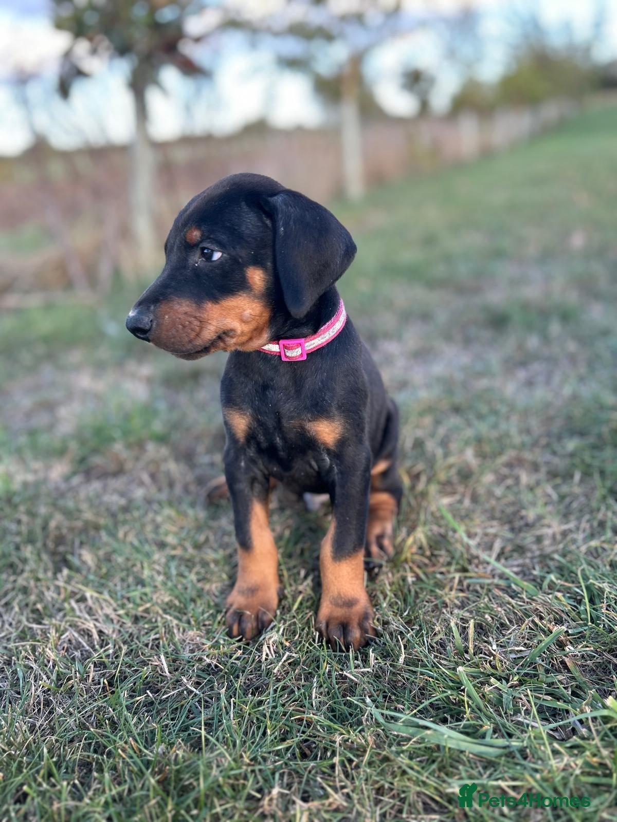 Dobermann dogs KC  reg Dobermann puppies  - Advert 2