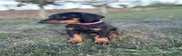 Dobermann dogs for sale: KC  reg Dobermann puppies  - Advert 2