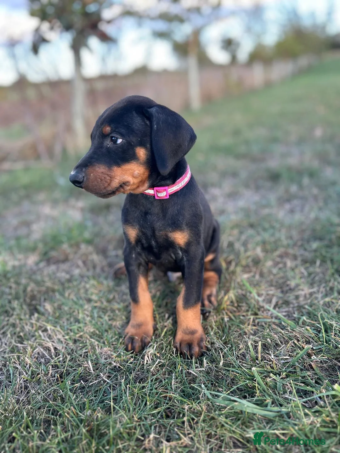 Dobermann dogs for sale: KC  reg Dobermann puppies  - Advert 2