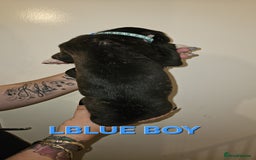 Bullmastiff dogs for sale: 11 Bullmastiff puppies for sale - Advert 4