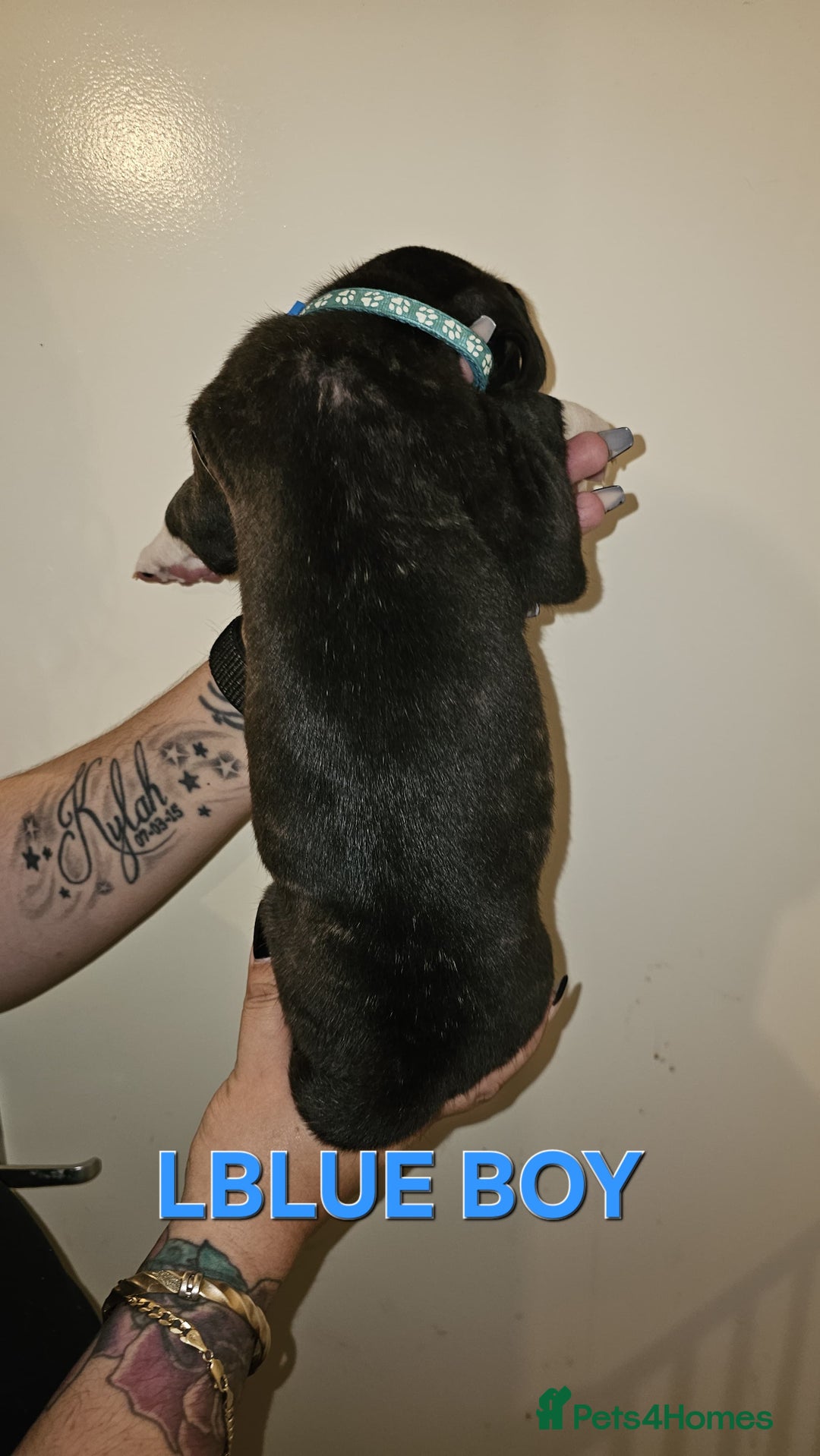 Bullmastiff dogs for sale: 11 Bullmastiff puppies for sale - Advert 4