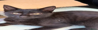 1 Mixed Breed Kitten 