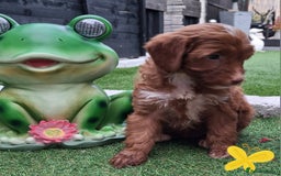 Cockapoo dogs for sale: ** BEAUTIFUL LITTER OF COCKAPOOS ** - Image 4
