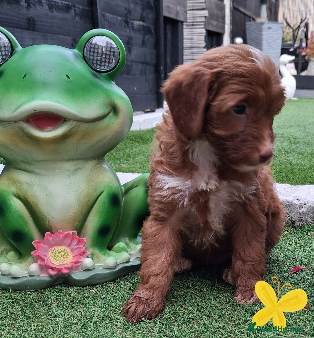 Cockapoo dogs for sale: ** BEAUTIFUL LITTER OF COCKAPOOS ** - Image 4