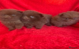 Pomeranian dogs for sale: 3 CHOCOLATE BROWN BEAR POMERANIAN PUPPY’S - Image 1