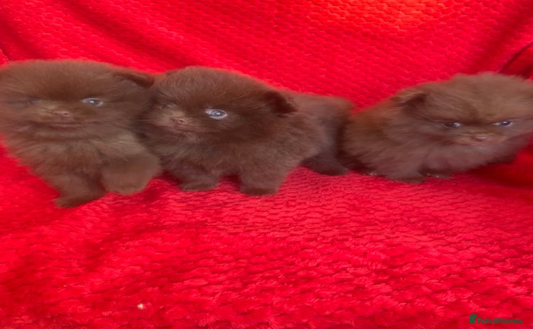 Pomeranian dogs - Advert 1
