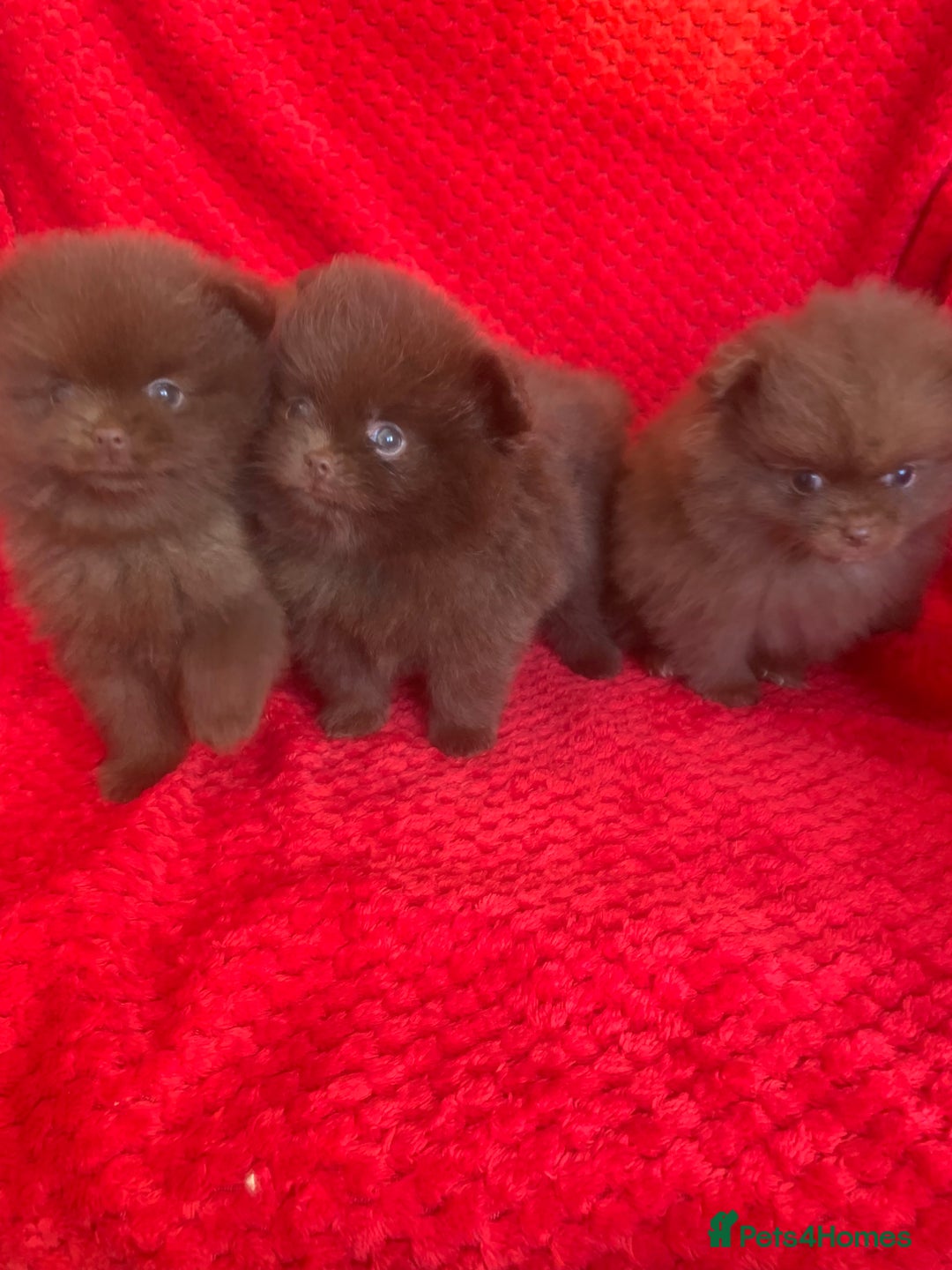 Pomeranian dogs for sale: 3 CHOCOLATE BROWN BEAR POMERANIAN PUPPY’S - Image 1
