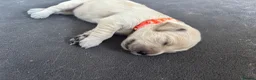 Golden Retriever dogs for sale: Golden retriever puppies waiting list open - Advert 5