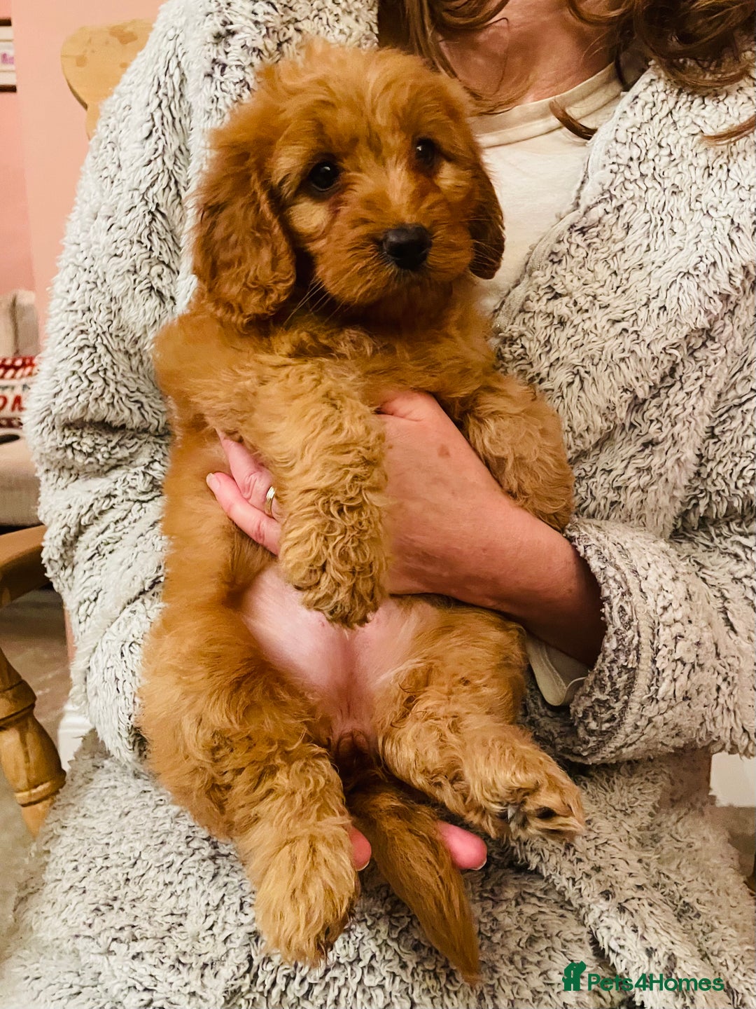 Cockapoo dogs for sale: Top quality fully health tested fox red cockapoos  - Advert 4