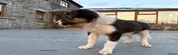 Border Collie dogs for sale: Beautiful Welsh Border Collie Puppies in Brecon - Advert 27