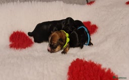 Chorkie dogs for sale: Outstanding Chihuahua x Yorkshire Terrier puppies  - Advert 12