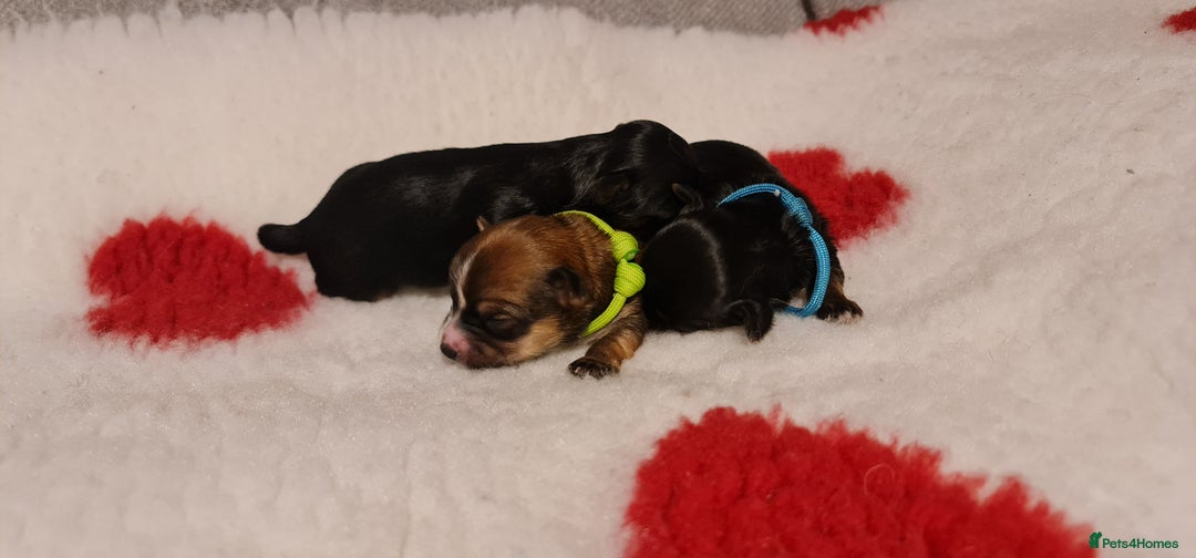 Chorkie dogs for sale: Outstanding Chihuahua x Yorkshire Terrier puppies  - Advert 12