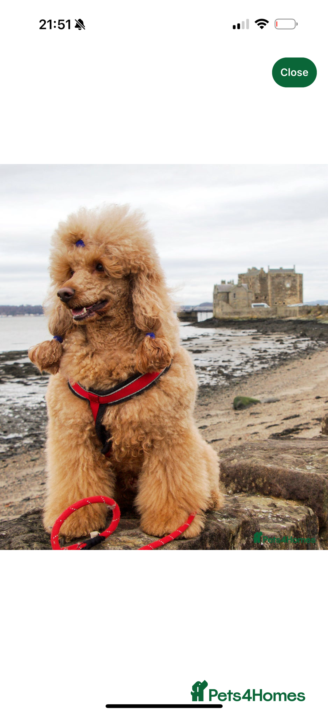 Cavapoo dogs for sale: Gorgeous F1b cavapoo pups  - Advert 11