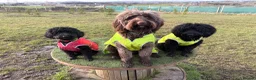 Australian Labradoodle dogs for stud: Douglas MacDoodle - Stud - Advert 6