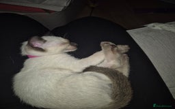 Siamese cats for sale: 1 Seal Point Siamese Kitten GCCF registered  - Image 8