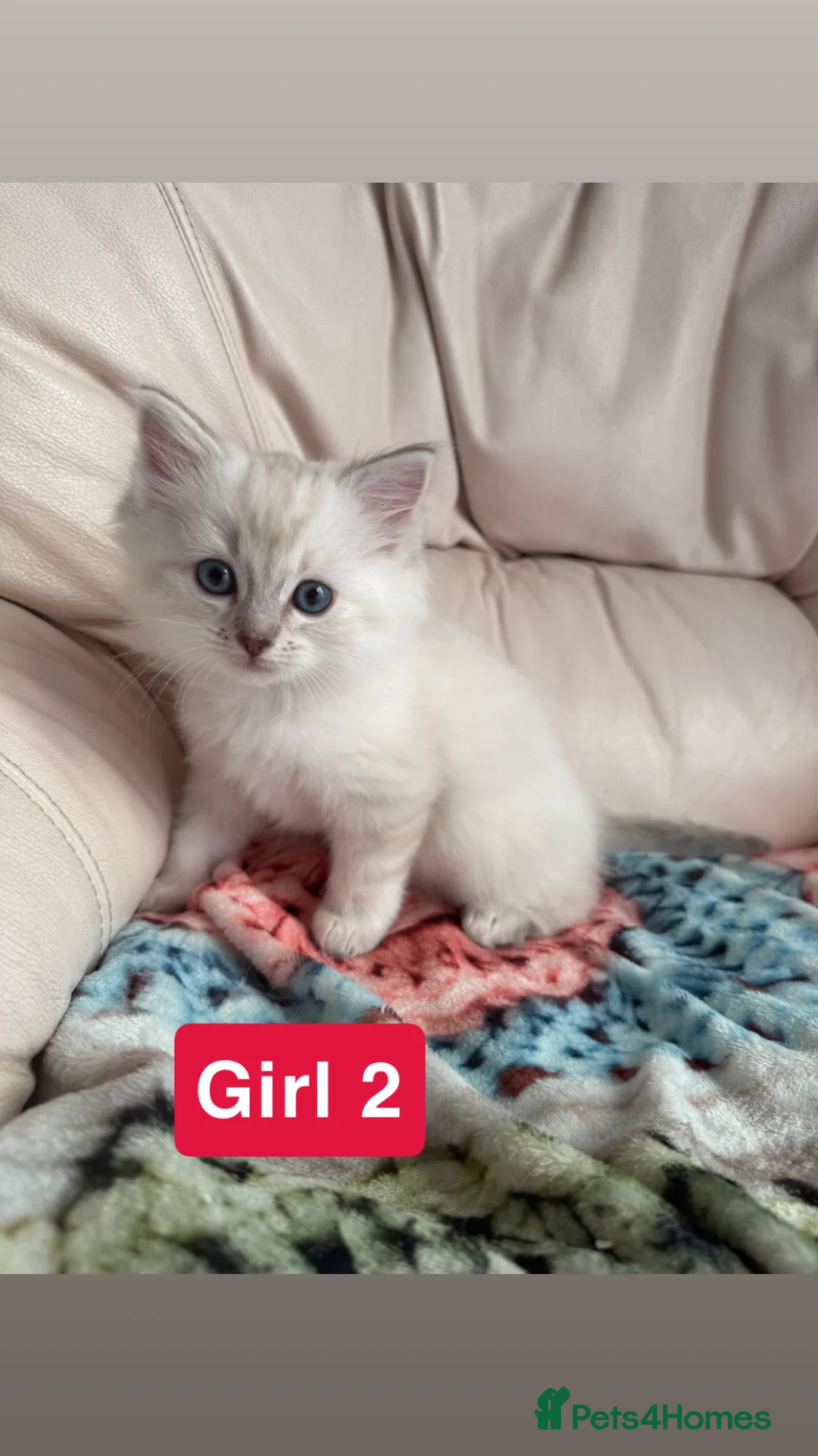 Ragdoll cats for sale: Stunning litter of pure ragdoll kittens  - Advert 24