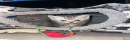 Scottish Fold cats for sale: 5 beautiful Scottish folk kittens  - Advert 4