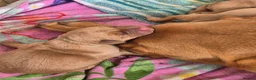 Labrador Retriever dogs for sale: **2 left** KC fox red labrador retriever puppies - Advert 8
