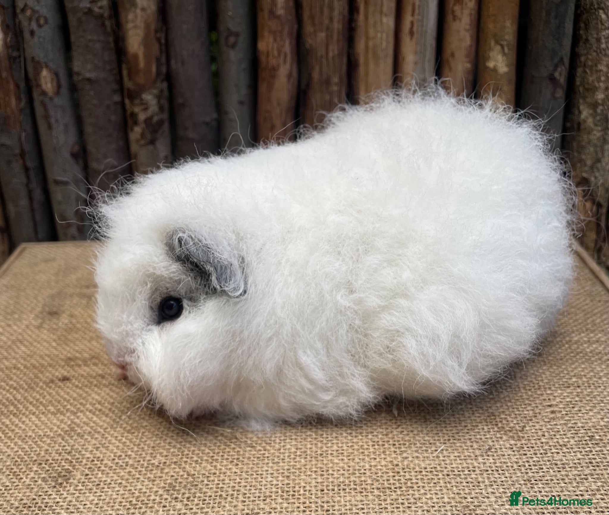 Guinea Pig rodents Baby Swiss Teddy Sow - Advert 2