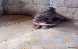 Dachshund dogs for sale: Dachshund  - Image 4