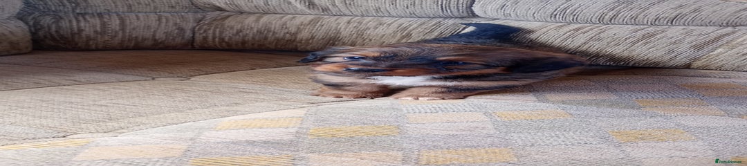 Dachshund Puppy 4