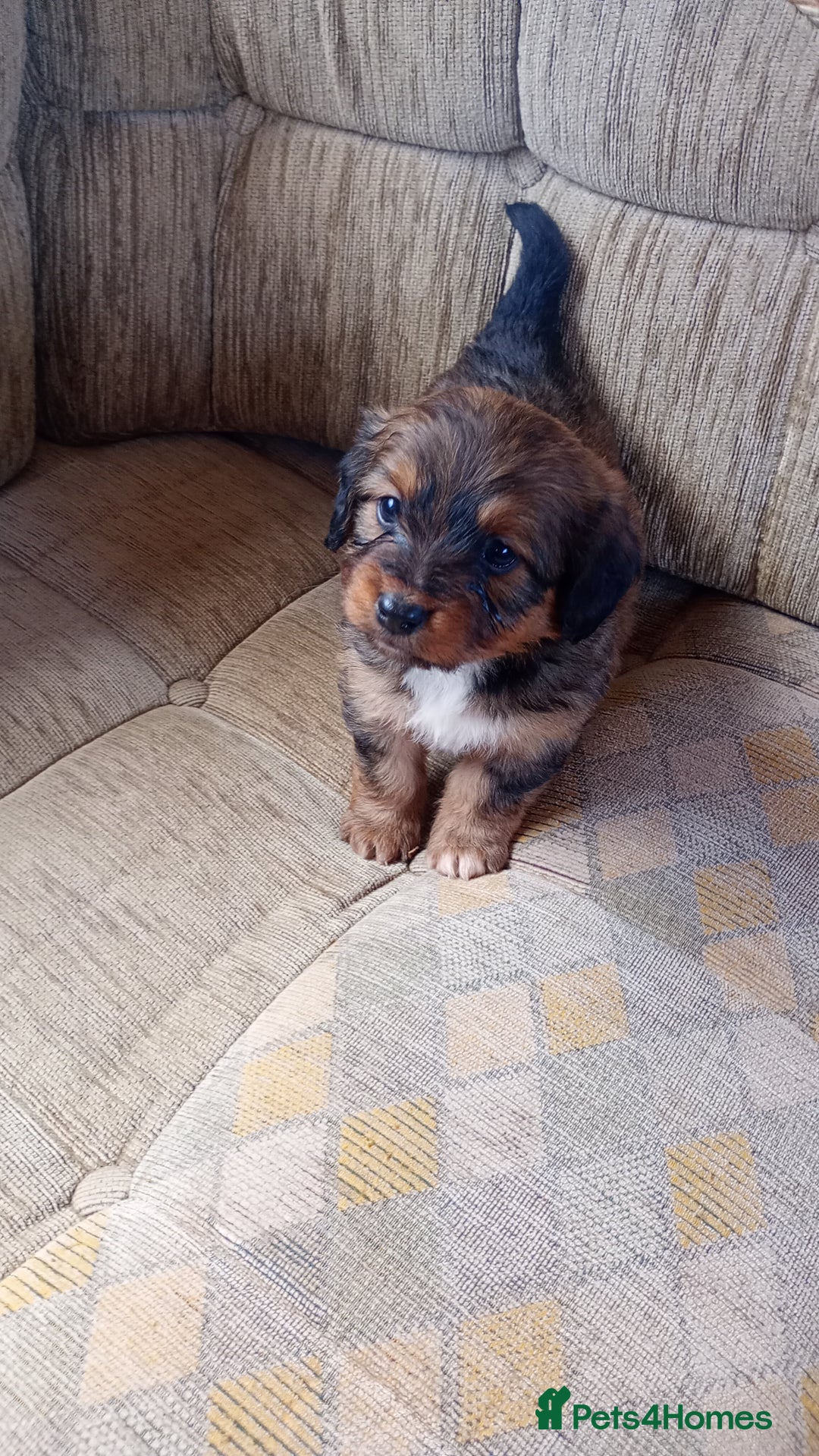 Dachshund dogs for sale: Dachshund  - Image 4