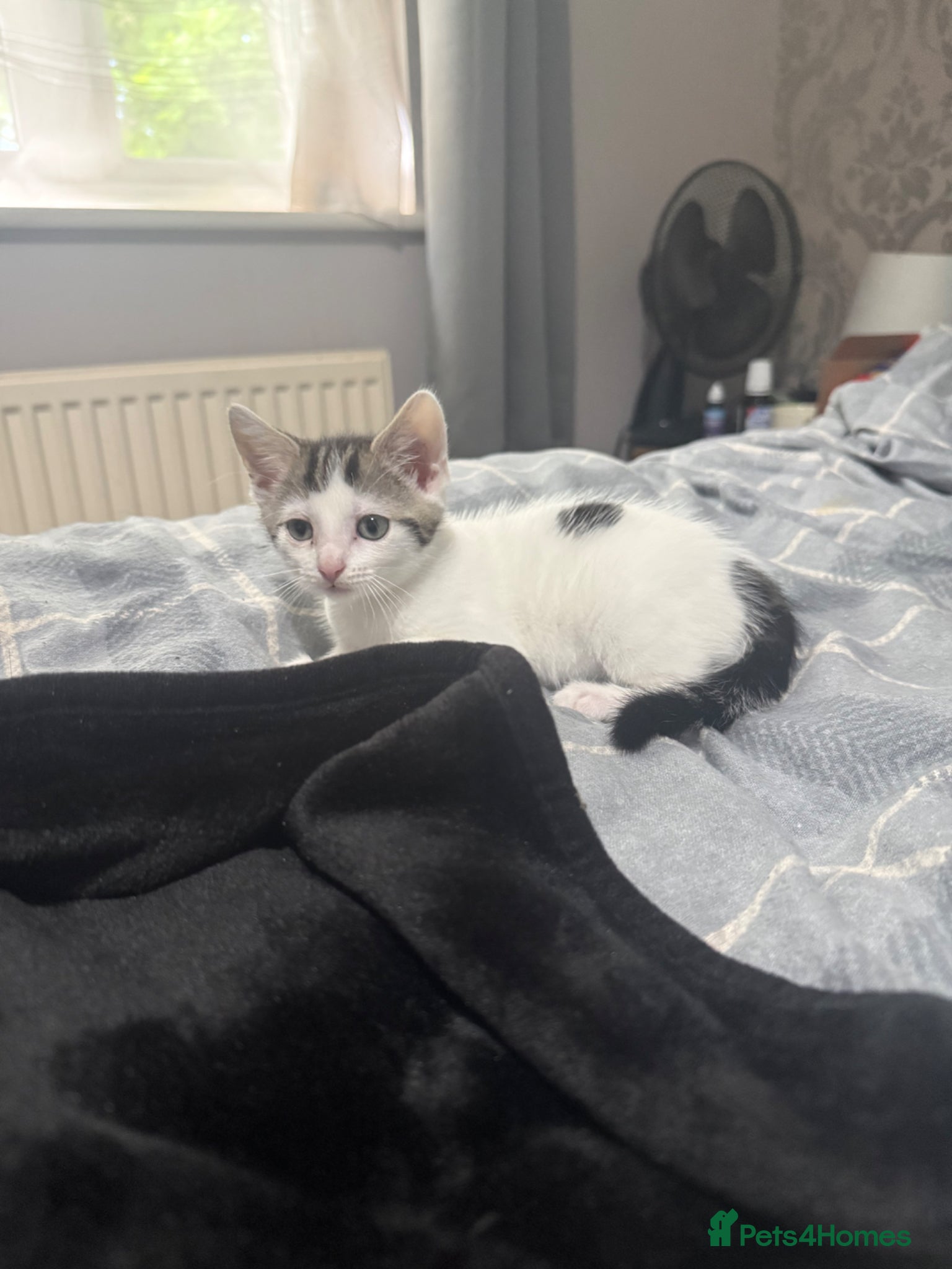 British Shorthair cats Female kitten white and tabby - Advert 1