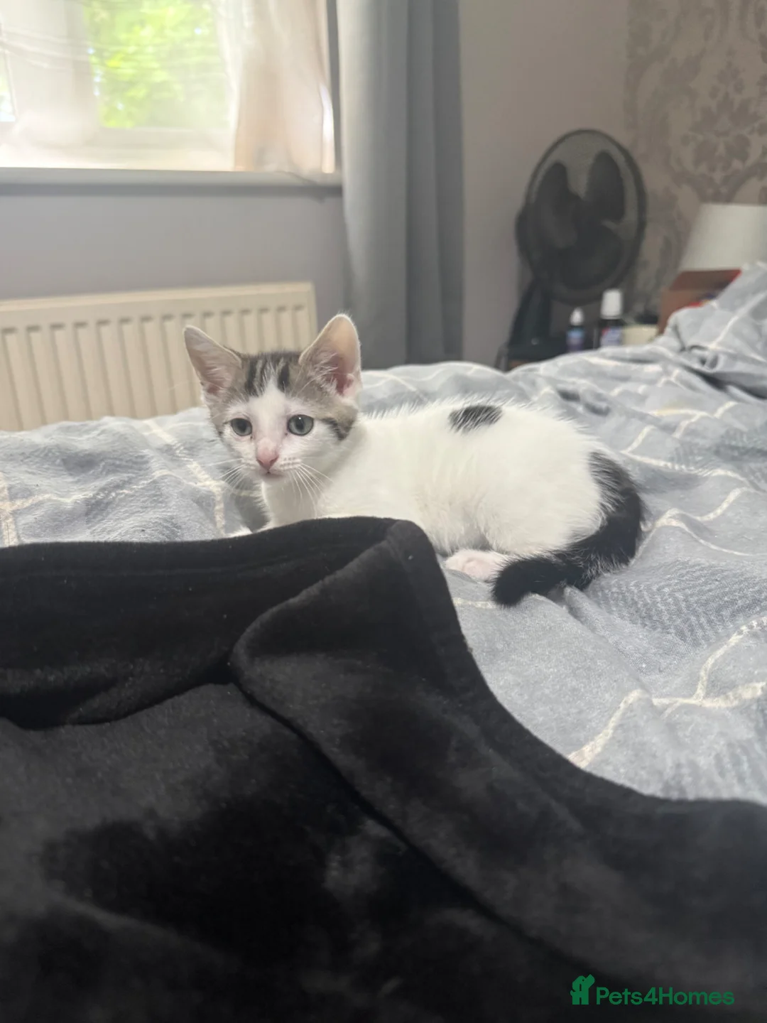 British Shorthair cats for sale: Female kitten white and tabby - Advert 1