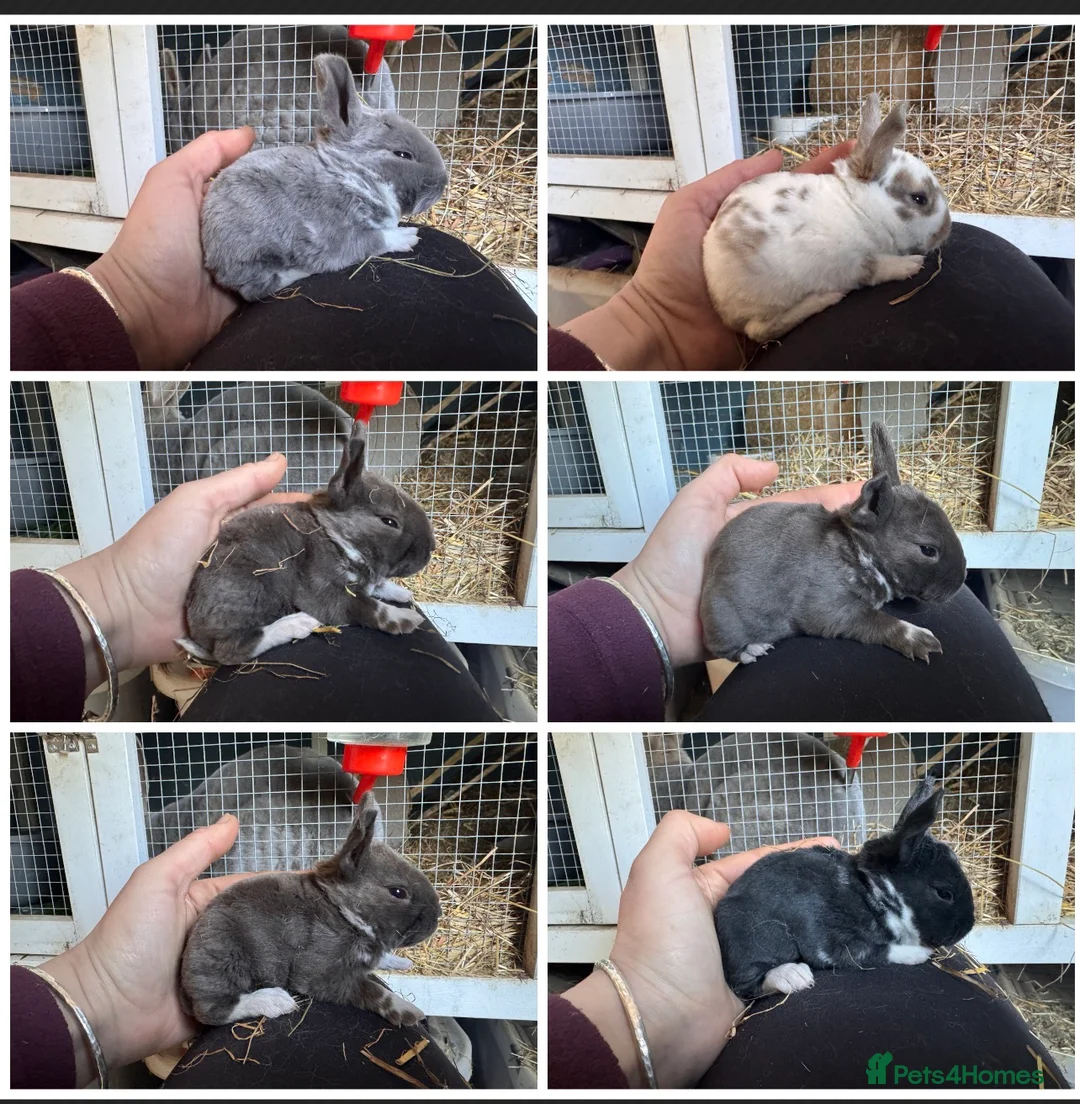 Rex rabbits for sale: Mini Rex babies variety of colours !  - Advert 1