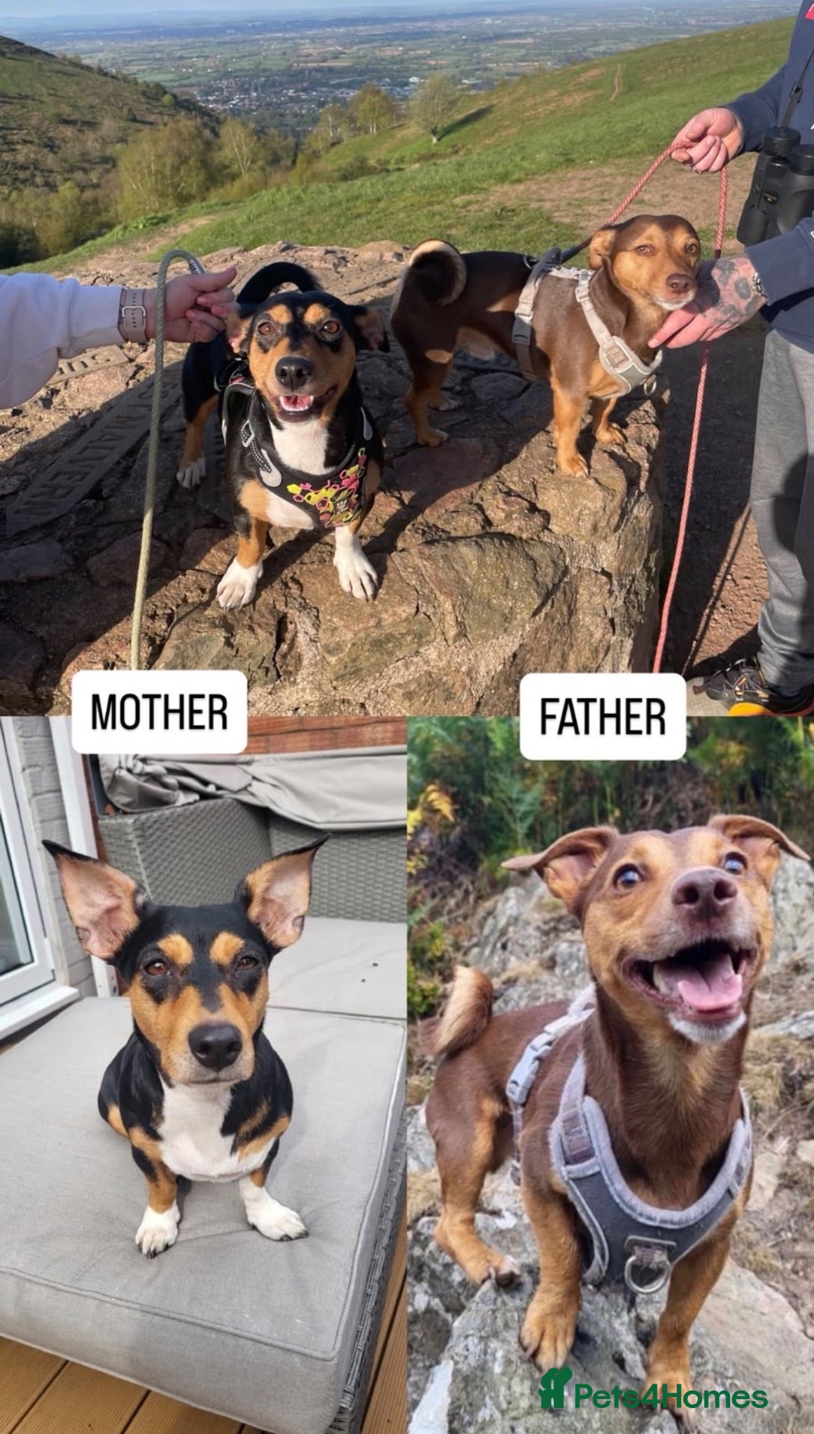 Jack Russell dogs 🐾Jack Russell Puppies🐾 - Advert 2