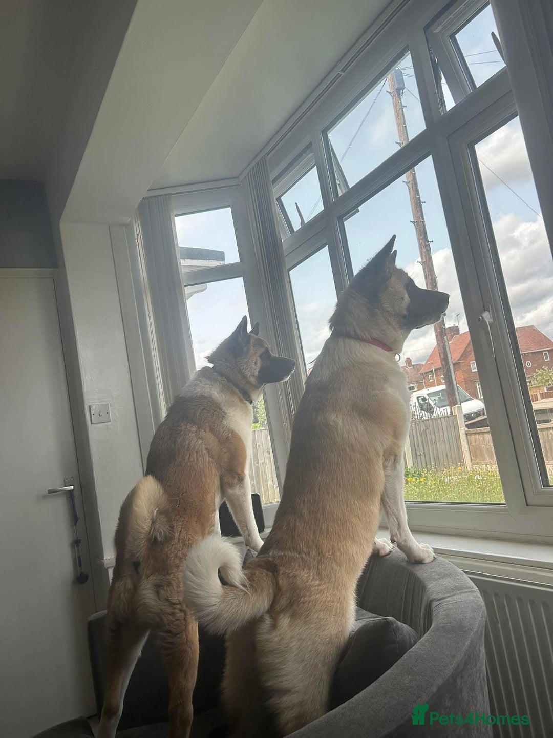 Akita dogs for sale: 2 American Akitas  - Image 3