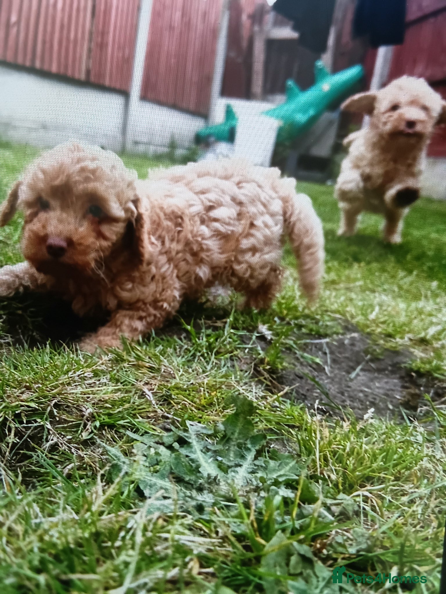 Cockapoo dogs Reduced 2 golden left ready now f1b cockapoo babys - Advert 1