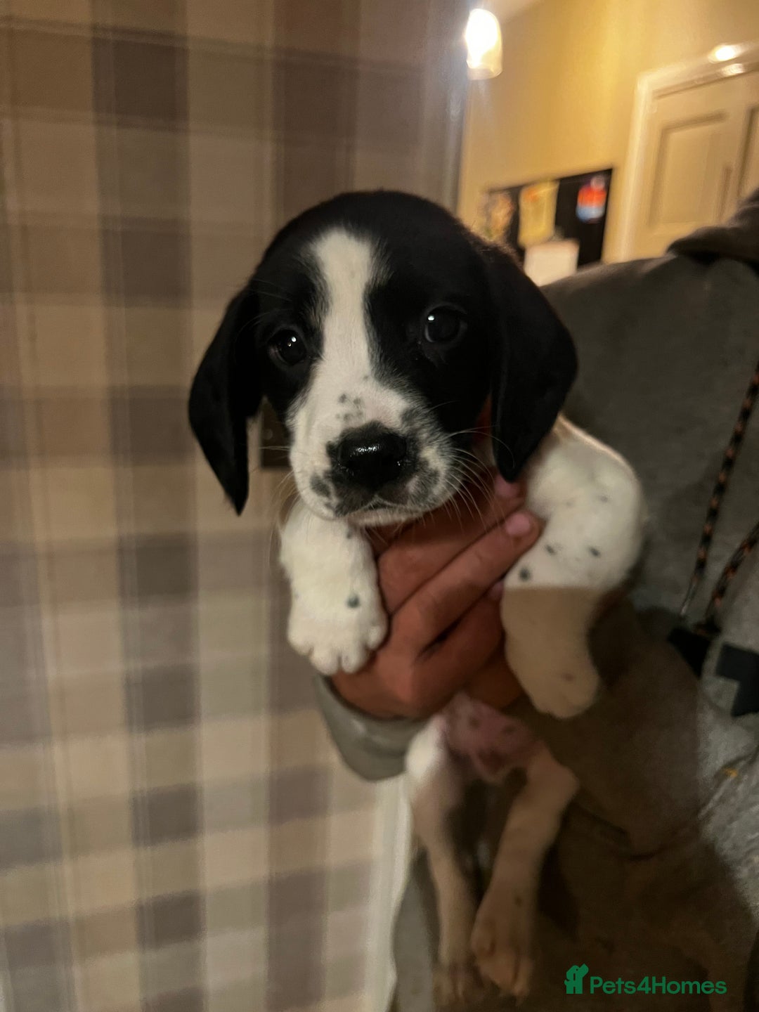 Springador dogs for sale: Adorable springador puppies - Image 8