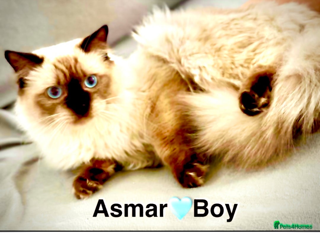 Ragdoll cats for sale: Lovely Ragdoll looking for lovely family - Advert 8