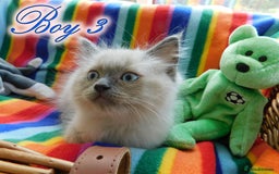 Ragdoll cats for sale: Stunning Ragdoll Kittens.... READY NOW - Image 13