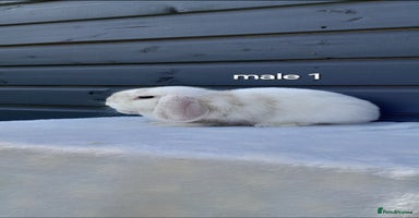 Mini Lop rabbits - Advert 5
